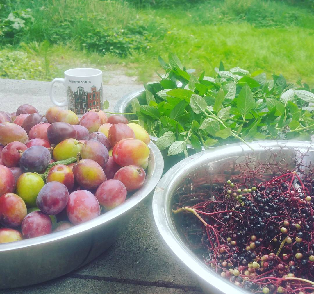 Harvesting is so much more fun when there is a lot to harvest! #sharing #amsterdam #foodforrest #demotuinnoord #urbaniahoeve #plums #mint