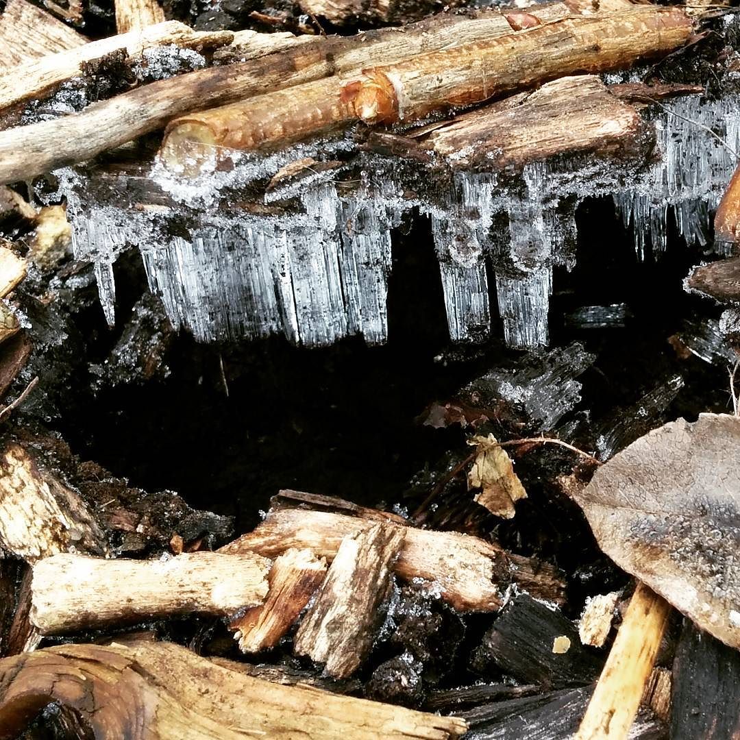 Naadijs in het Urbaniahoeve voedselbos / Needle ice and frostheave on the food forest path. 2018 Jaarcursus Stedelijke Voedselbosbouw : Za 13 januari: oriëntatie middag voor de feb 2018 jaarcursus. rsvp: info@urbaniahoeve.nl #naaldijs #needleice #Urbaniahoeve #foodforest #voedselbos #Amsterdam #cursus #permaculture #permacultuur #agroecology #oriëntatie #DemoGarden #DemoTuinNoord #forestgarden #bilingual Zeg het voort / Spread the word