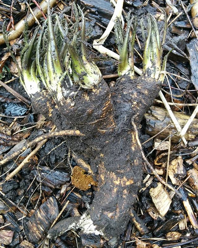 Februari pikant / Spicy hot in February #horseradish #mierikswortel #foodforest #voedselbos#Urbaniahoeve #amsterdamnoord #DemoTuinNoord #DemoGarden