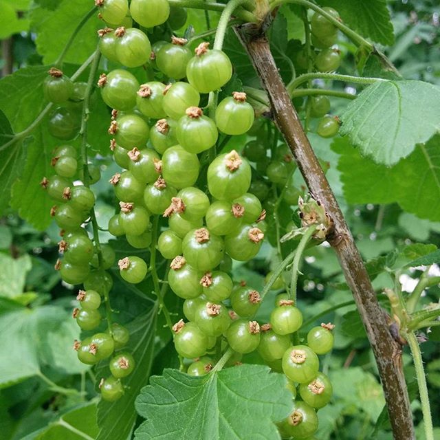 Opschieten, Voedselbos AJB. / Hurry up please, Food forest. #voedselbos #foodforest #amsterdamnoord #Urbaniahoeve #gardening #urbanfoodshed #urban #ilovenoord #DemoGarden #DemoTuinNoord